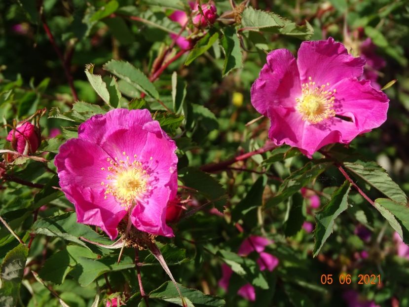  - Trandafiri 2021