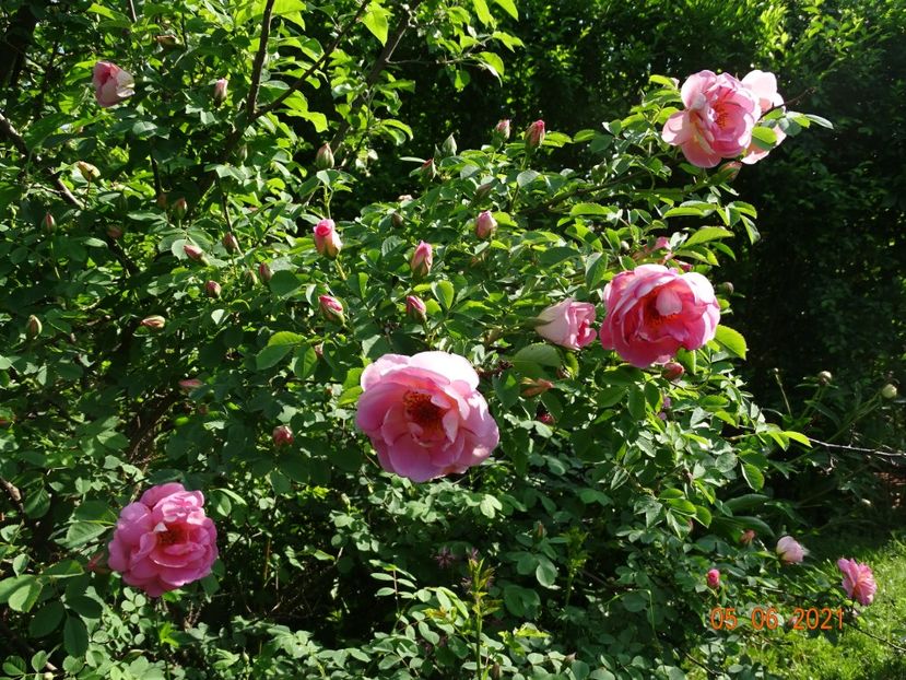  - Trandafiri 2021