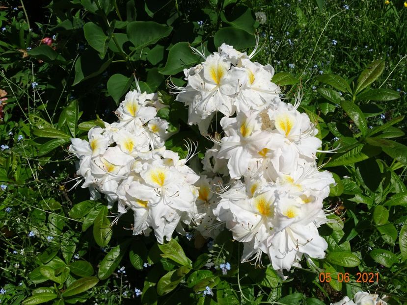 azalea Schneegold - Dobarland 2021 3