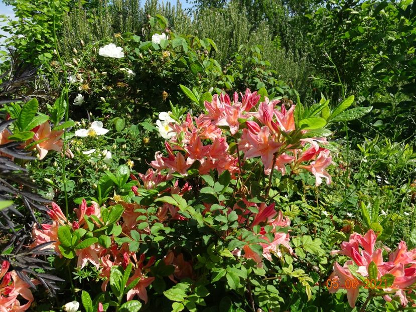 azalea Chanel - Dobarland 2021 3