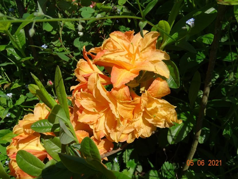 azalea Csardas - Dobarland 2021 3