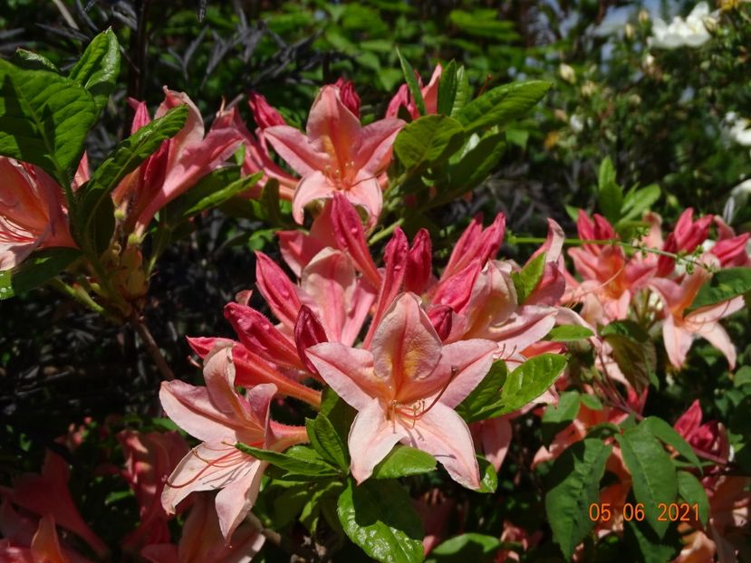 azalea Chanel - Dobarland 2021 3