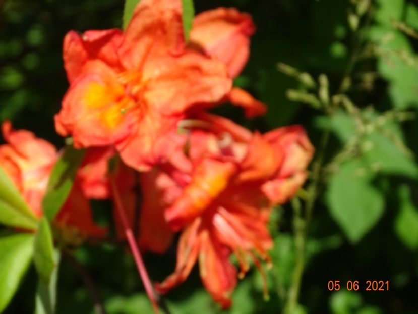 azalea Feuerwerk - Dobarland 2021 3