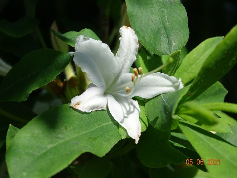 azalea White Lights - Dobarland 2021 3