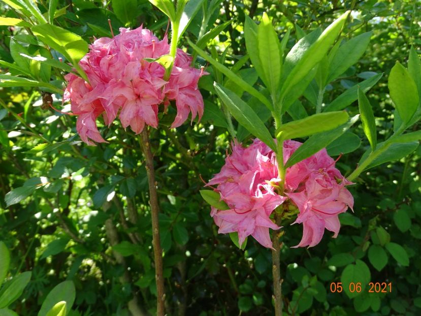 azalea Homebush - Dobarland 2021 3