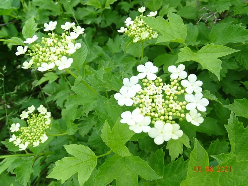 viburnum xanthocarpum - Dobarland 2021 3