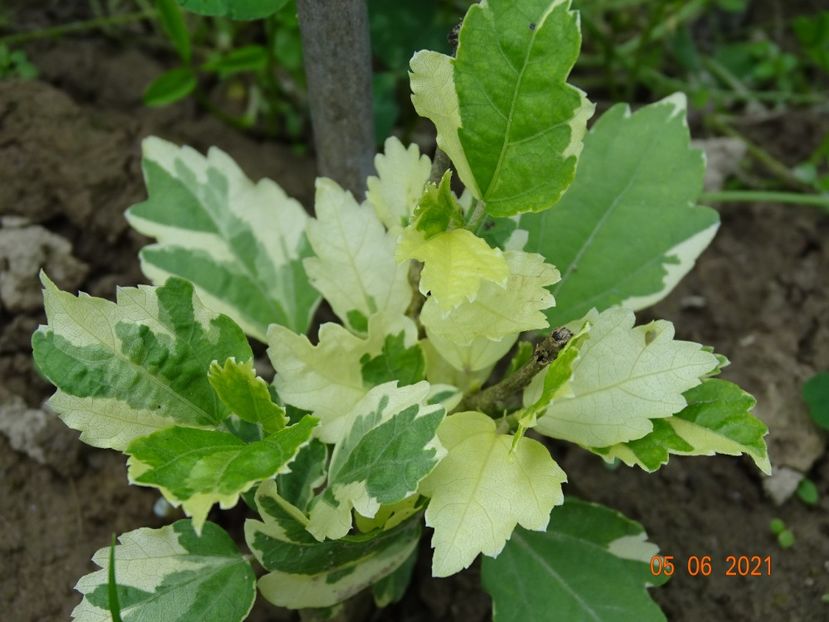 hibiscus syriacus Purpureus Variegatus - Dobarland 2021 3