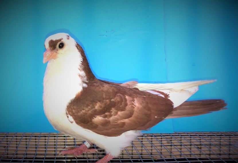 12232  femelă  2021 - Plecați ALBUM 3