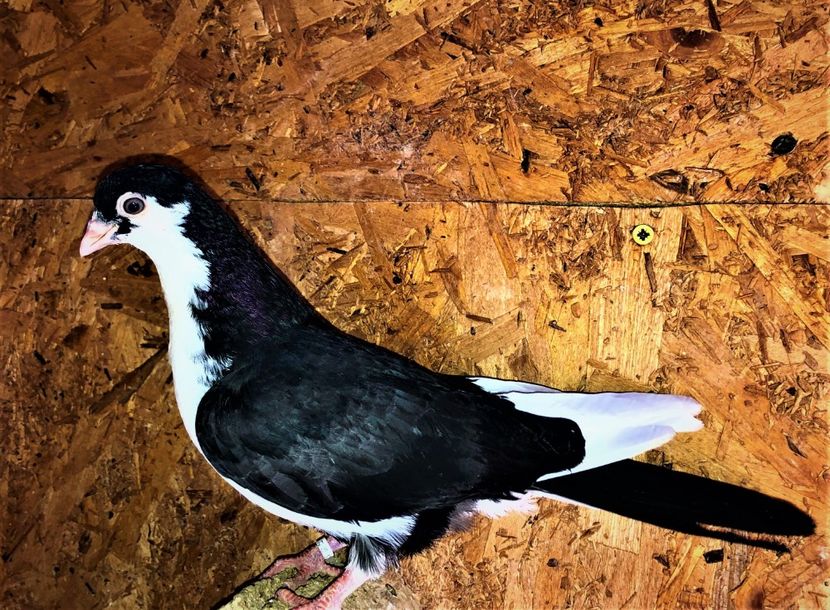 12218  mascul  2021 - Plecați ALBUM 3