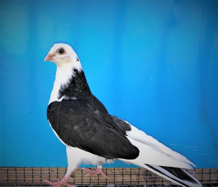 12212  mascul  2021 - Plecați ALBUM 3