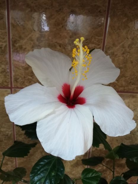  - Hibiscus No Id 8