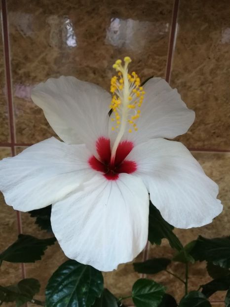  - Hibiscus No Id 8