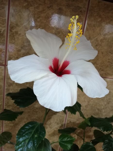  - Hibiscus No Id 8