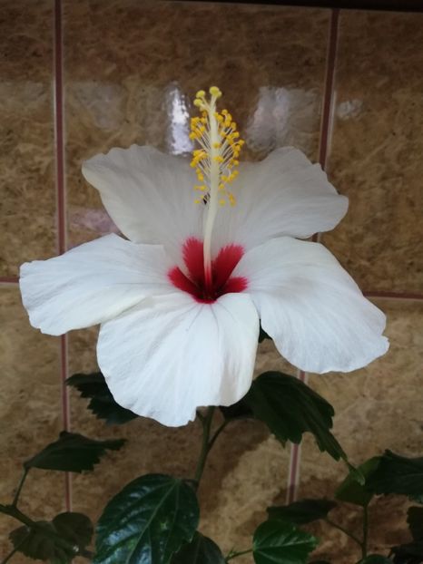  - Hibiscus No Id 8