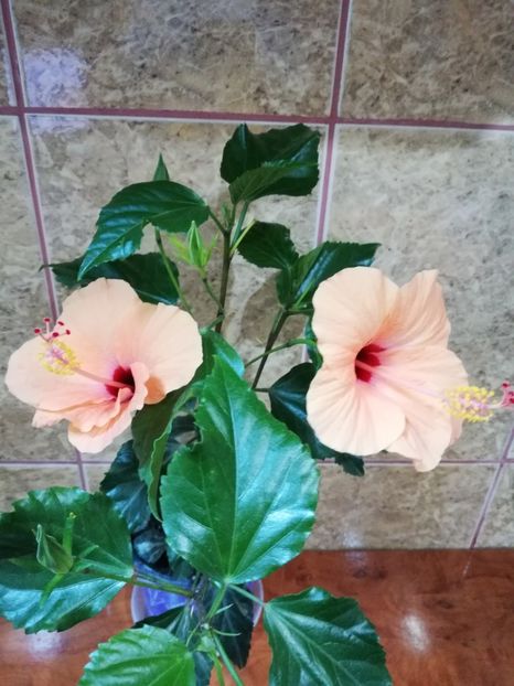  - Hibiscus No Id 9