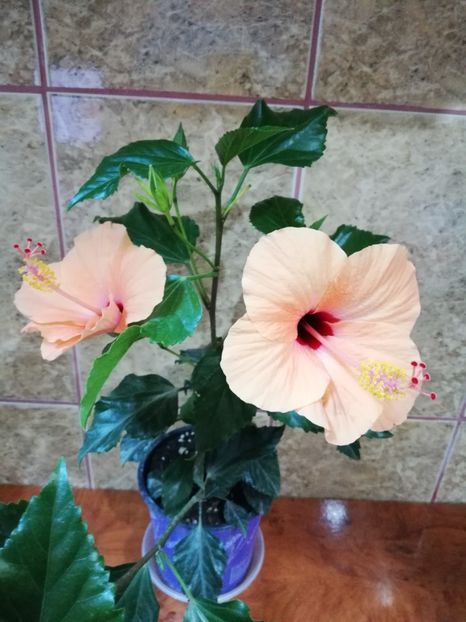  - Hibiscus No Id 9