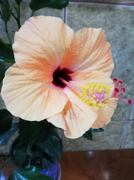  - Hibiscus No Id 9