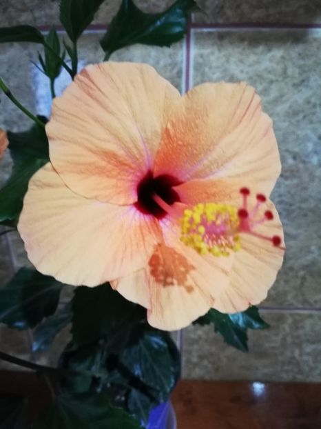  - Hibiscus No Id 9