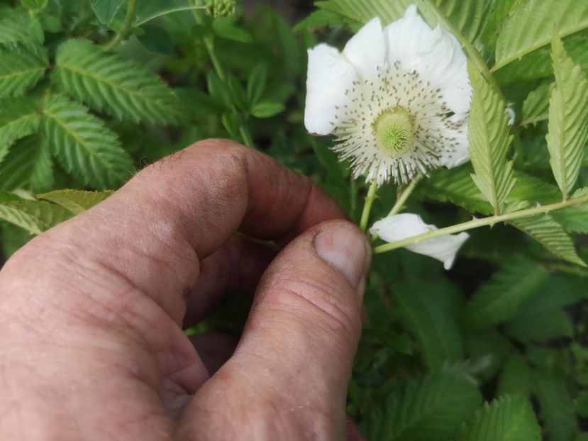 zmeur capsun - Arbori fructiferi 2021