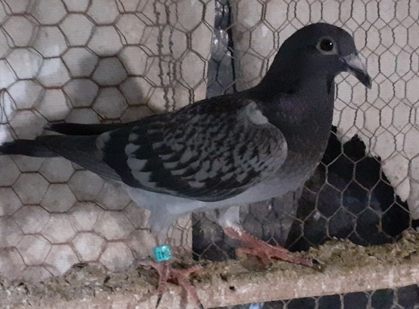  - Pui 2017-2018 -2019-2020 -2021-matca-doici-vind aproape tot lotul
