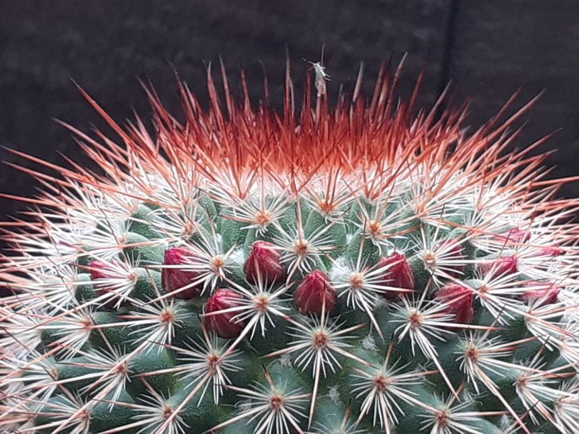  - Cactuși