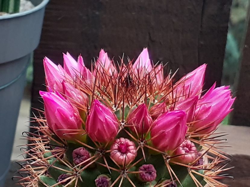  - Cactuși