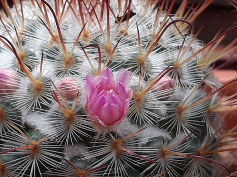  - Cactuși