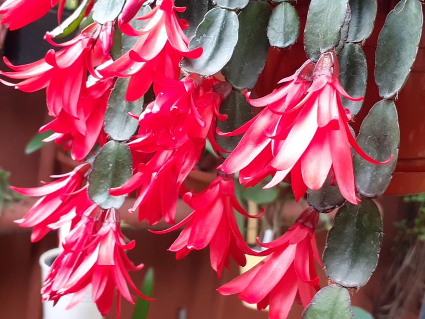  - Diverse plante