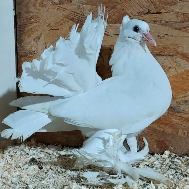  - 3---AGH DAȚI 2019 - 2025