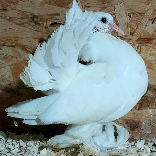  - 3---AGH DAȚI 2019 - 2025