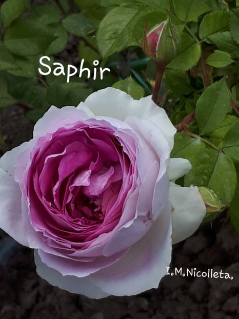  - Saphir