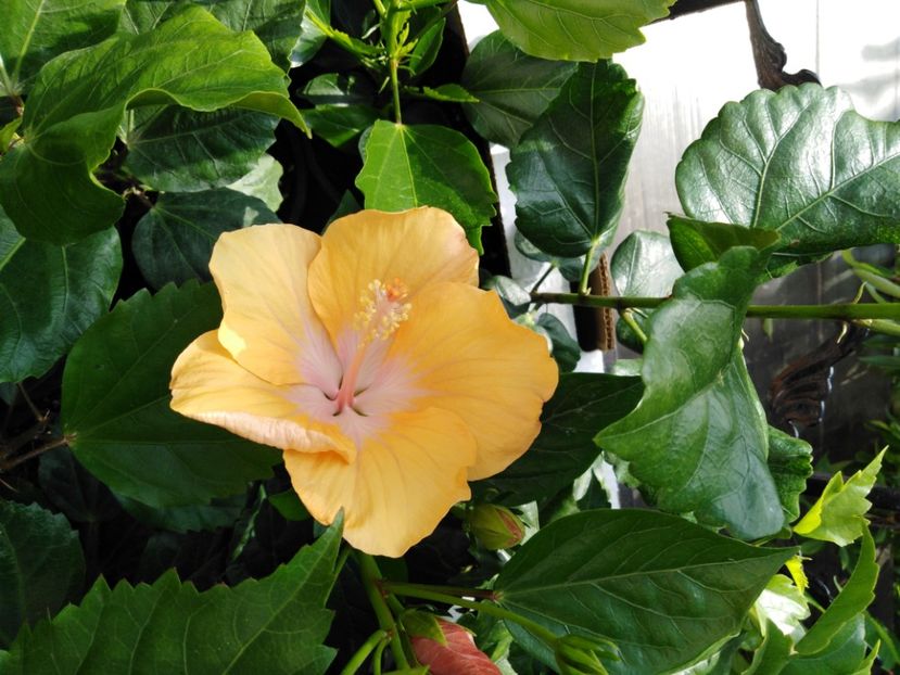  - HIBISCUS 2021