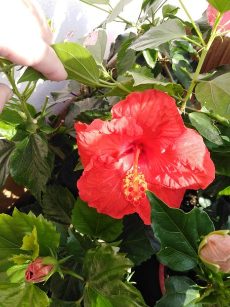  - HIBISCUS 2021