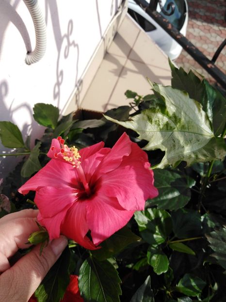  - HIBISCUS 2021