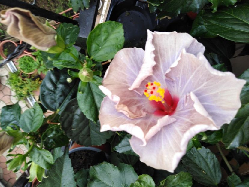  - HIBISCUS 2021