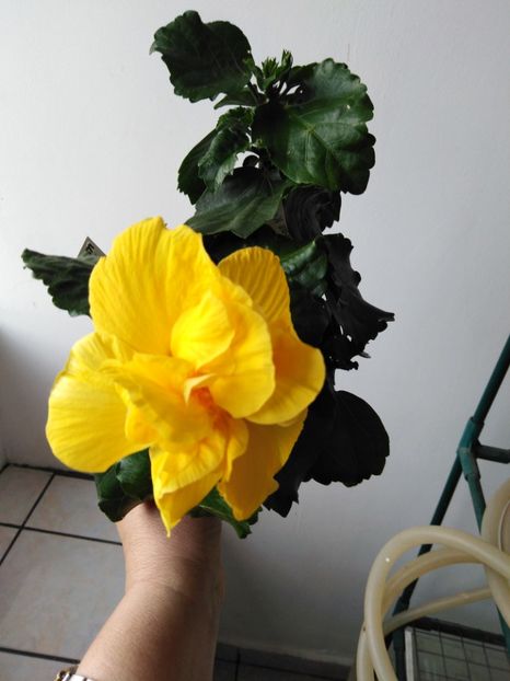  - HIBISCUS 2021