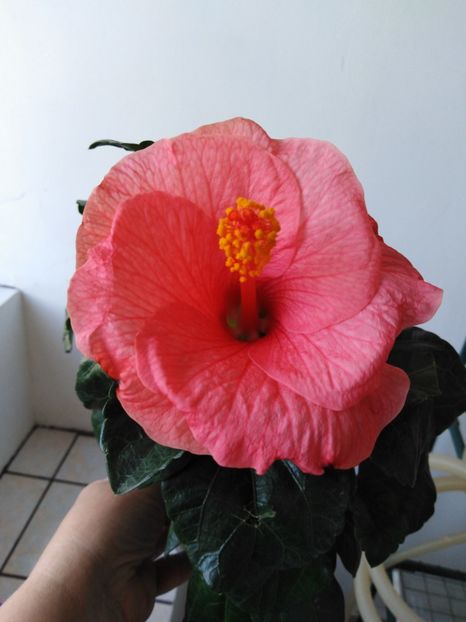  - HIBISCUS 2021