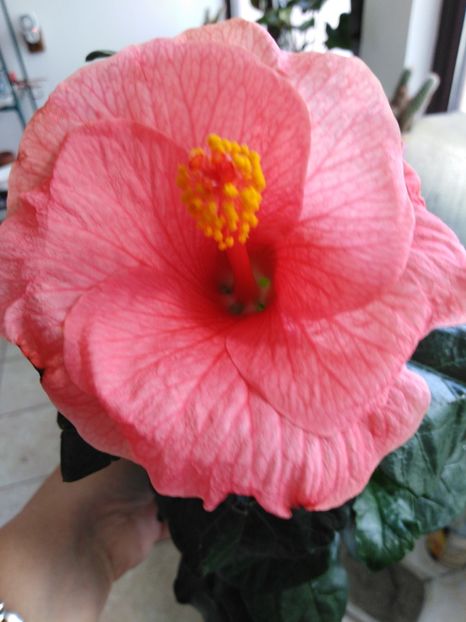  - HIBISCUS 2021