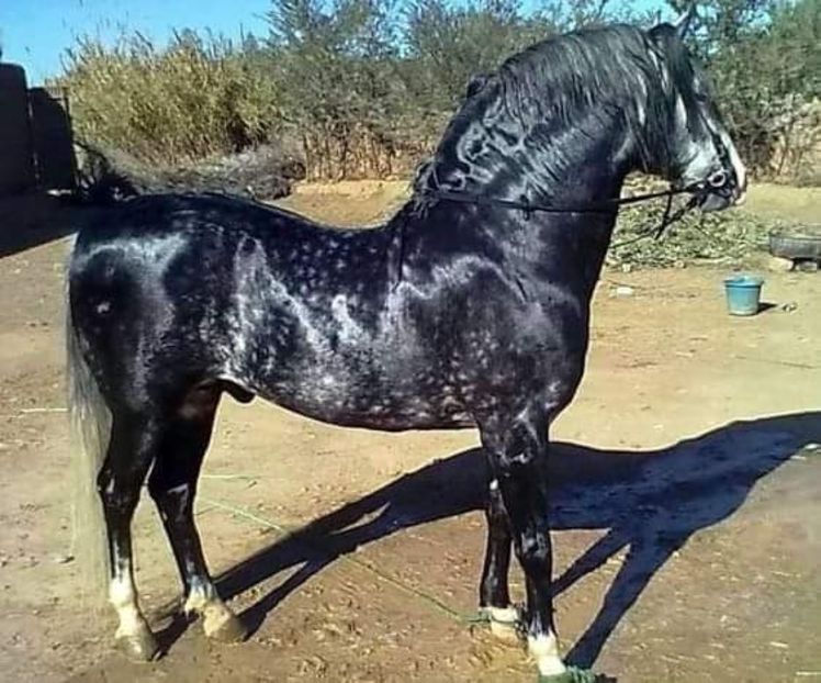  - Cai animale nobile