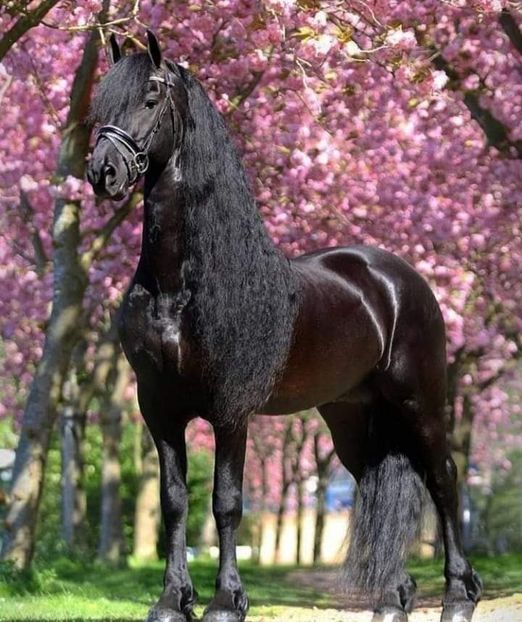  - Cai animale nobile