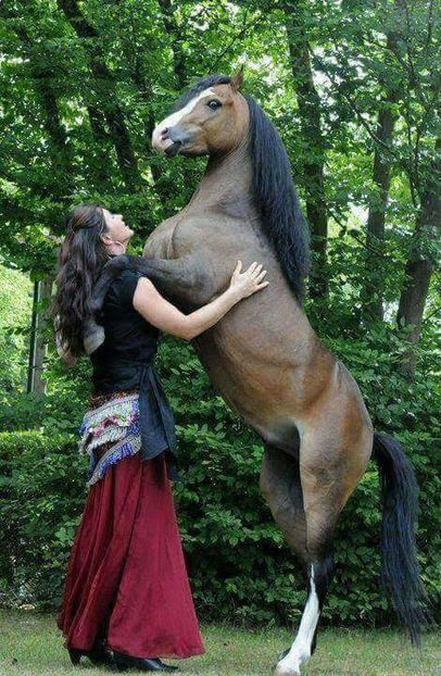  - Cai animale nobile