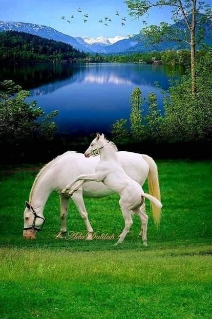  - Cai animale nobile