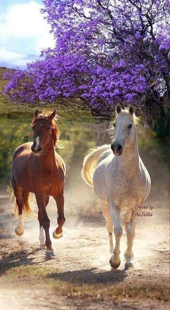  - Cai animale nobile