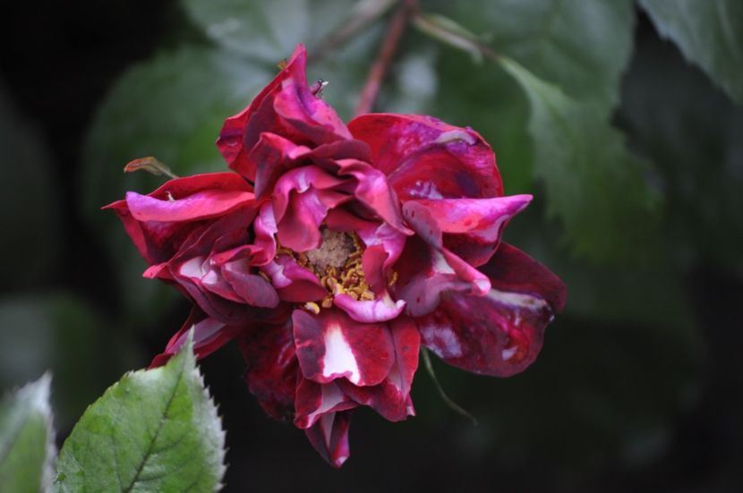 _DSC0002 - VARA 2021_1