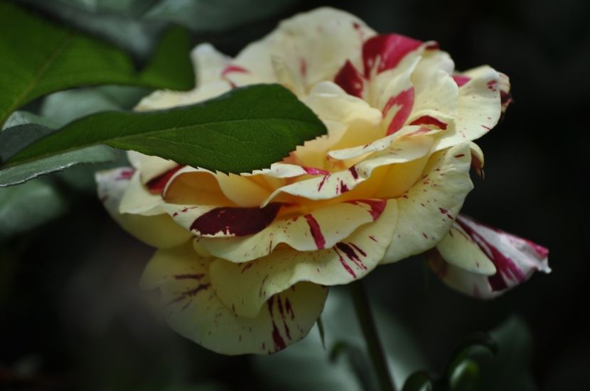 _DSC0004 - VARA 2021_1