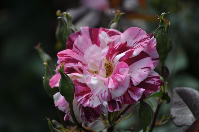 _DSC0006 - VARA 2021_1