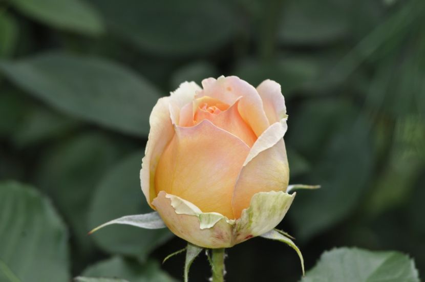 _DSC0021 - VARA 2021_1