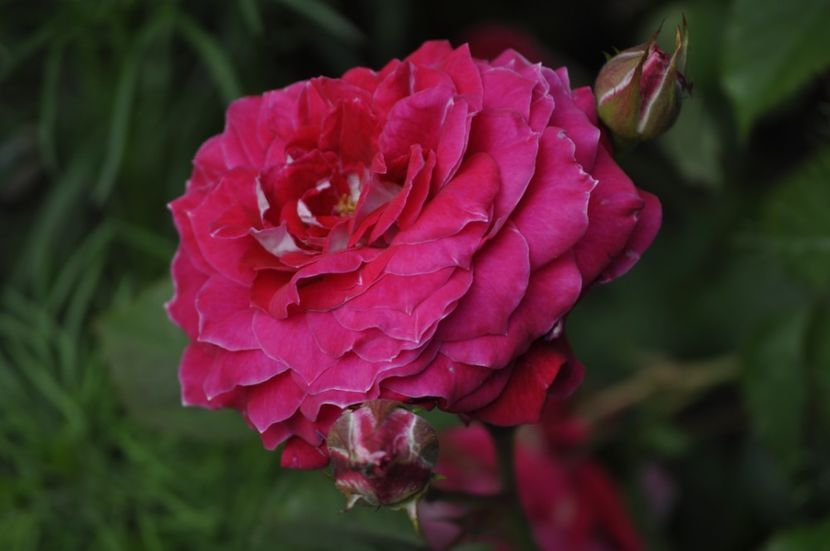 _DSC0034 - VARA 2021_1