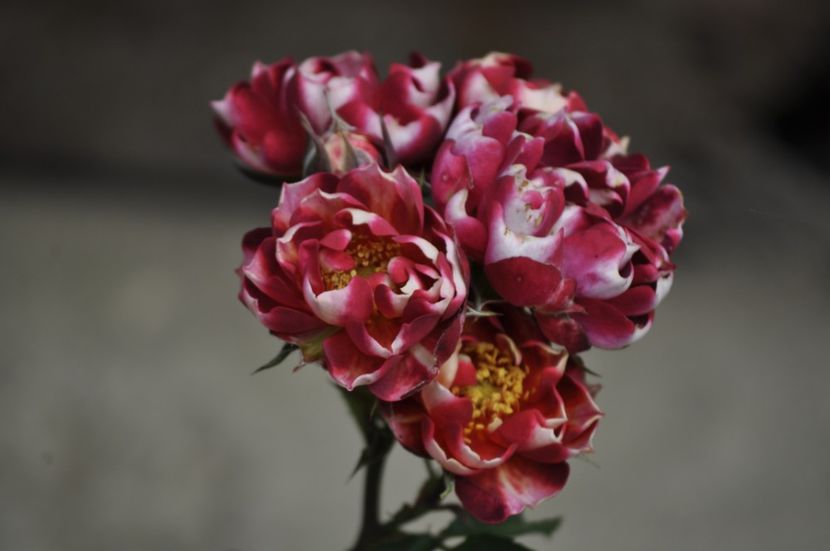 _DSC0037 - VARA 2021_1
