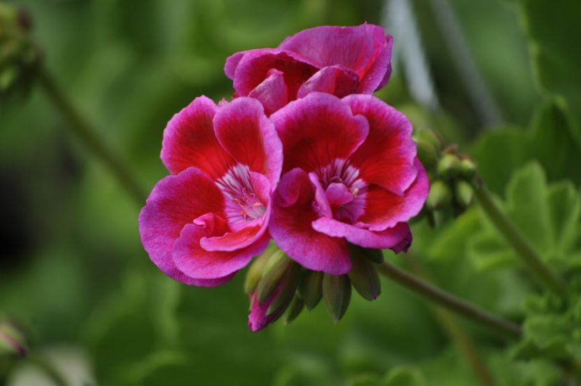 _DSC0043 - VARA 2021_1